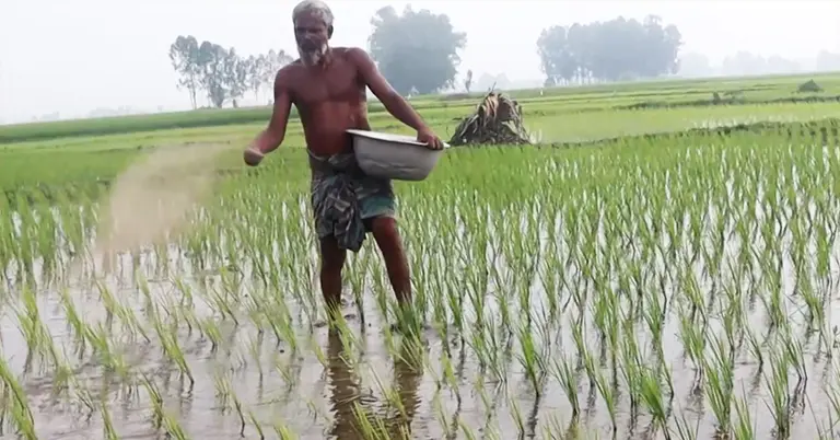 জমিতে সার ছিটাচ্ছেন এক কৃষক